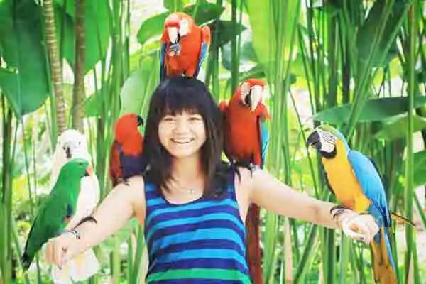 bali bird park tour